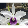 LAELIA PURPURATA ROXO-VIOLETA X IDEM