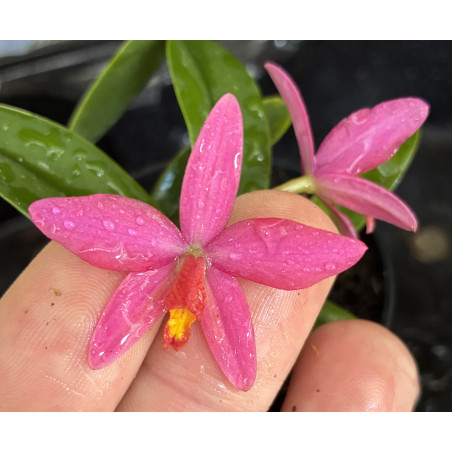LAELIA KETTIEANA X SOPHRONITIS PYGMEAE