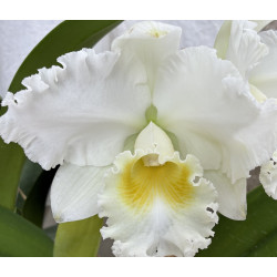 BLC. BURDEKIN BRIDE ' WENZEL'