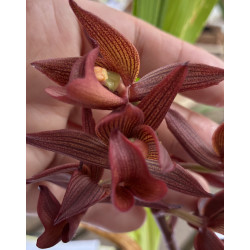 MORMODES VIRGIN DEL VALLE X NITTI GRITTY