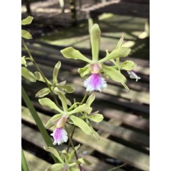 Encyclia tarumana