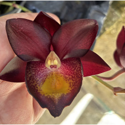 CATASETUM MAJESTIC ORCHID SHOPPER