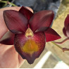 CATASETUM MAJESTIC ORCHID SHOPPER