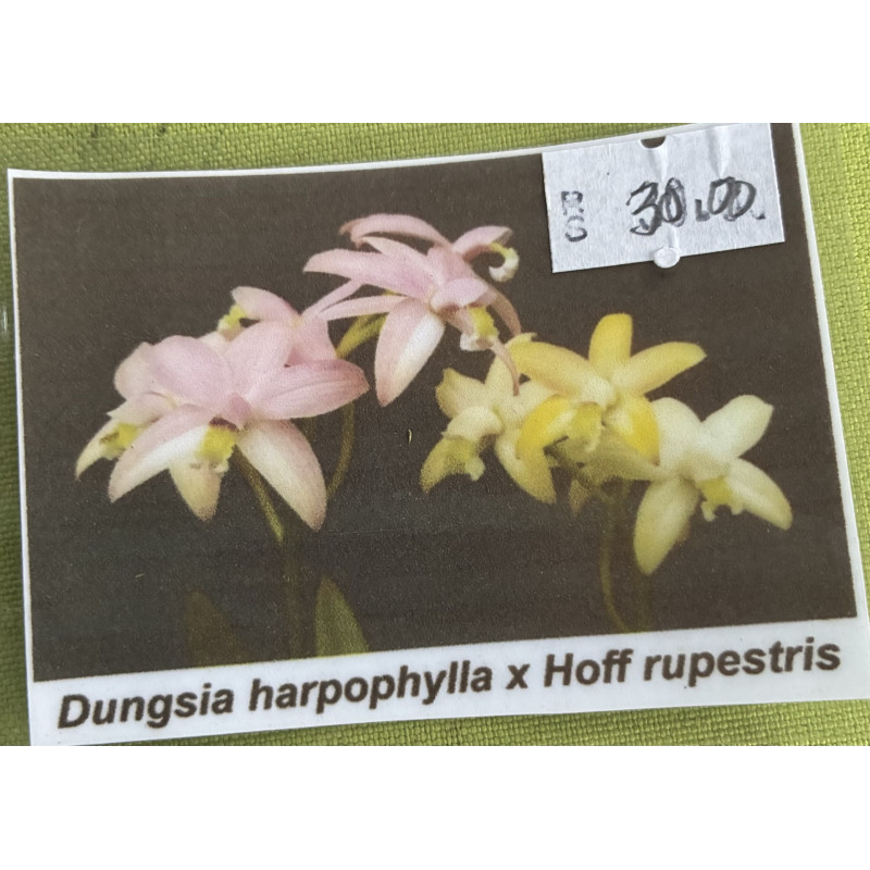 LAELIA HARPOPHYLLA X RUPESTRIS