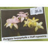 LAELIA HARPOPHYLLA X RUPESTRIS