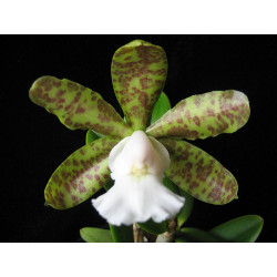 Cattleya aclandiae albescens  x alba
