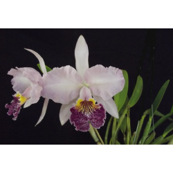 cATTLEYA LUEDDEMANNIANA (ESCURA X CLARA)