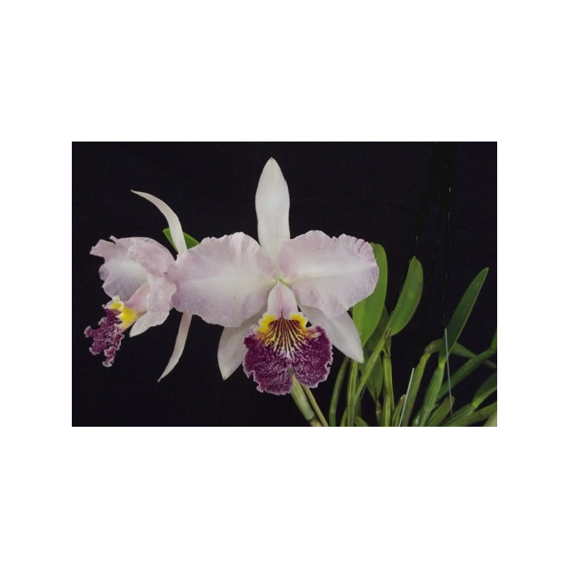 cATTLEYA LUEDDEMANNIANA (ESCURA X CLARA)
