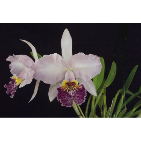 cATTLEYA LUEDDEMANNIANA (ESCURA X CLARA)