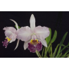 cATTLEYA LUEDDEMANNIANA (ESCURA X CLARA)