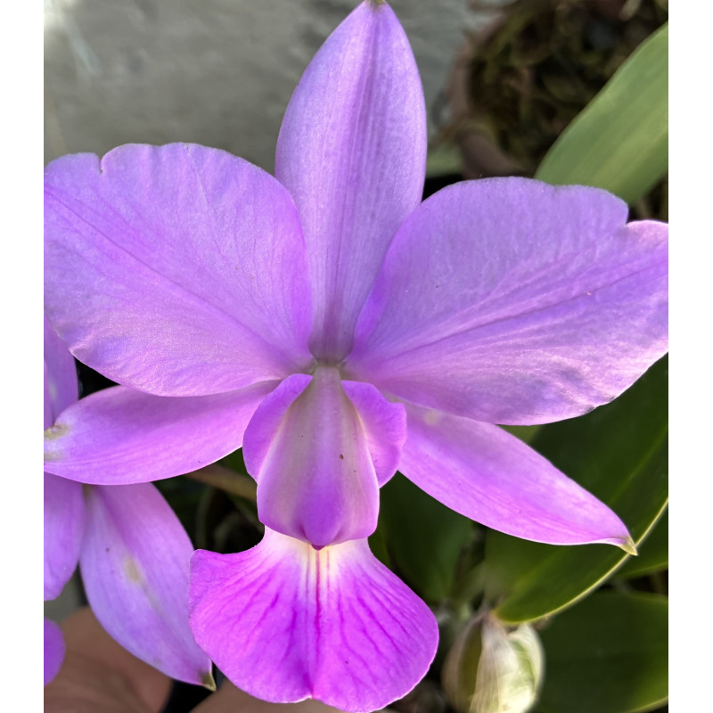 CATTLEYA WALKERIANA VINICOLOR X VINICOLOR
