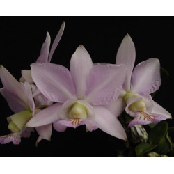 CATTLEYA NOBILIOR (GOLD X BASTOS)