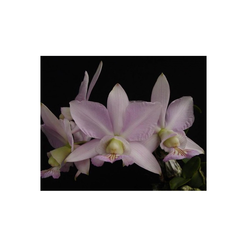 CATTLEYA NOBILIOR (GOLD X BASTOS)