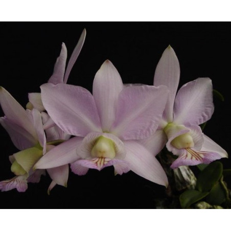 CATTLEYA NOBILIOR (GOLD X BASTOS)