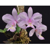 CATTLEYA NOBILIOR (GOLD X BASTOS)