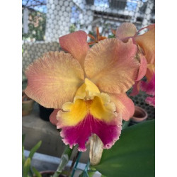 POT.EXOTIC DREAM