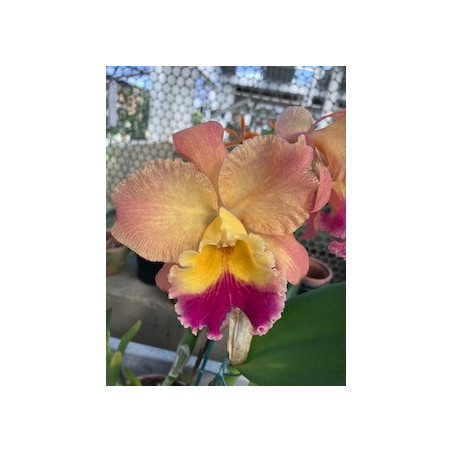 POT.EXOTIC DREAM