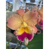 POT.EXOTIC DREAM