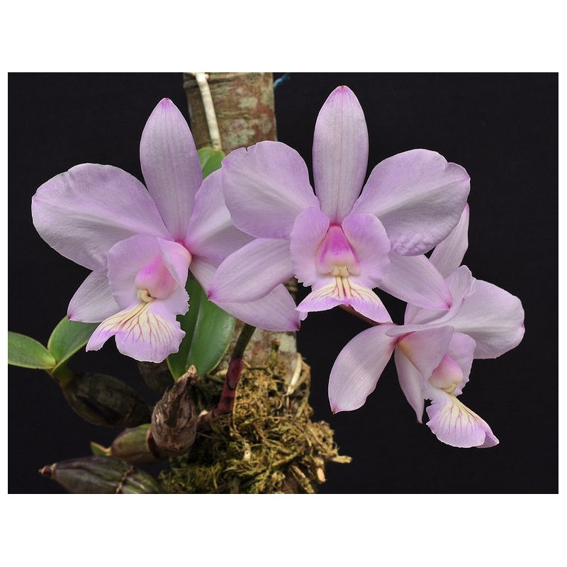 CATTLEYA NOBILIOR "BRITANICO"