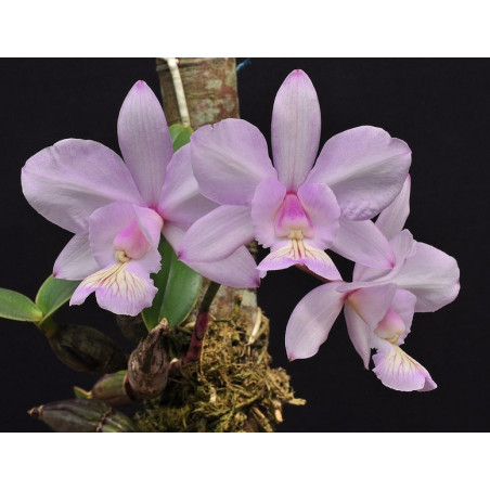 CATTLEYA NOBILIOR "BRITANICO"
