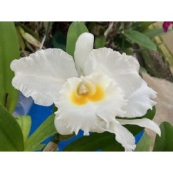 Cattleya Old Whitey