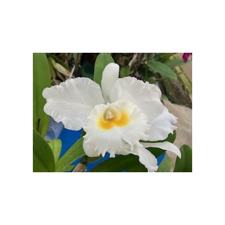 Cattleya Old Whitey