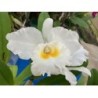 Cattleya Old Whitey