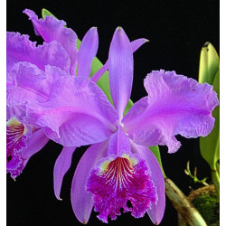 CATTLEYA LUEDDEMANNIANA FLAMEA ARROYO X IDEM