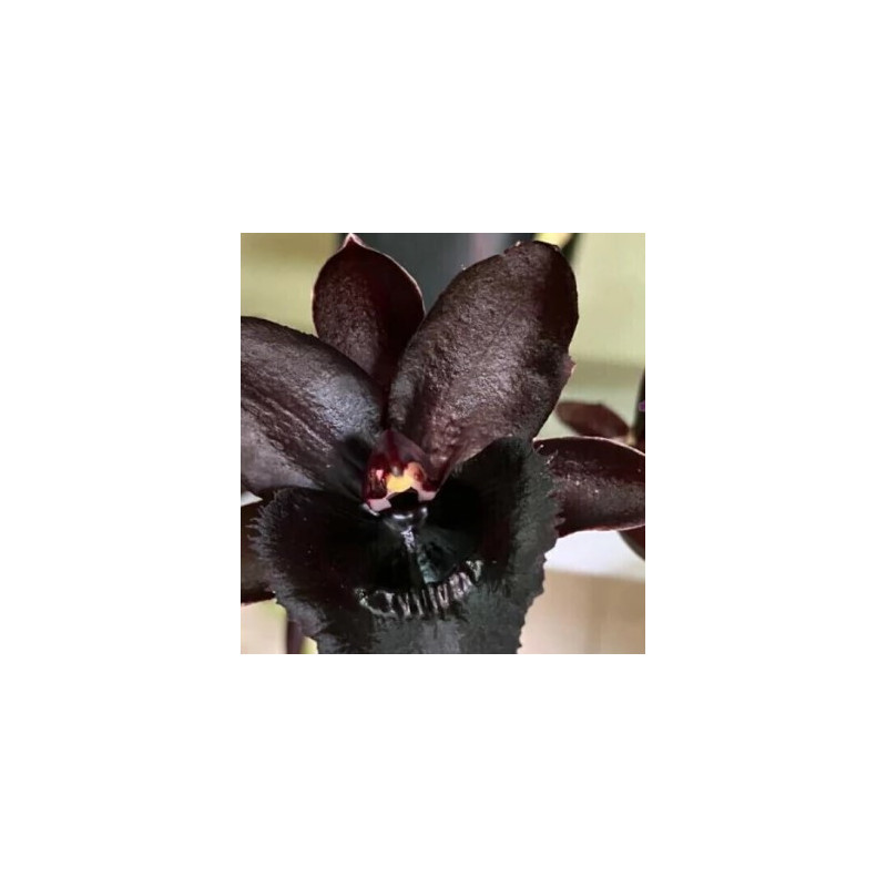 FDK KELLY LONGLEY' BLACK'