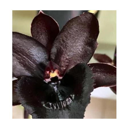 FDK KELLY LONGLEY' BLACK'