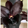 FDK KELLY LONGLEY' BLACK'