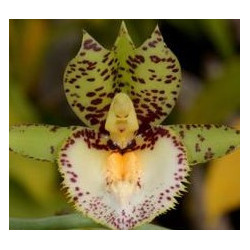 CATASETUM EXTRAVAGANZA