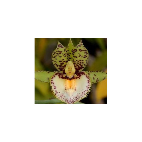 CATASETUM EXTRAVAGANZA
