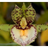 CATASETUM EXTRAVAGANZA