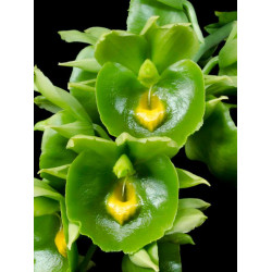 CATASETUM EXPÁNSUM ' GREEN GIANT'