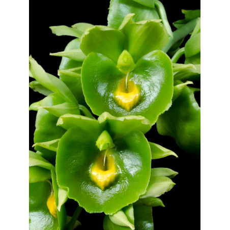 CATASETUM EXPÁNSUM ' GREEN GIANT'