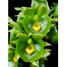 CATASETUM EXPÁNSUM ' GREEN GIANT'
