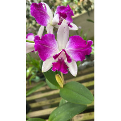CATTLEYA  INTERGLOSSA (INTERMEDIA X AMETHYSTOGLOSSA)