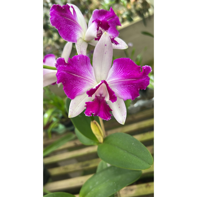 CATTLEYA  INTERGLOSSA (INTERMEDIA X AMETHYSTOGLOSSA)