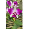 CATTLEYA  INTERGLOSSA (INTERMEDIA X AMETHYSTOGLOSSA)