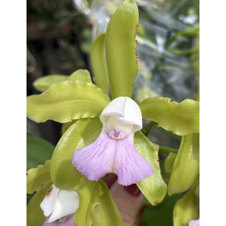 CATTLEYA LEOPOLDII /TIGRINA LILASINA