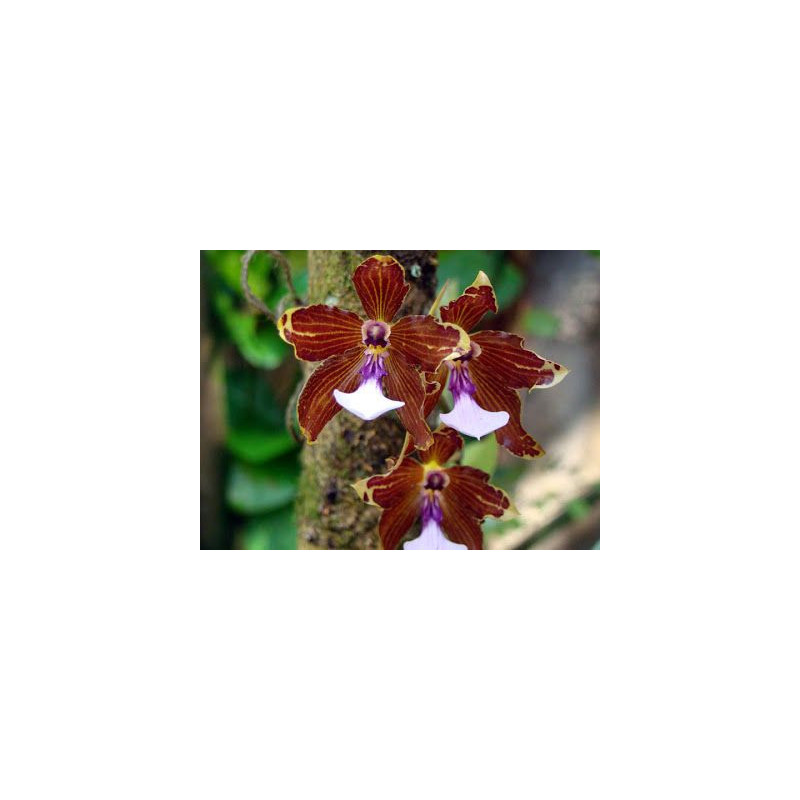MILTONIA KAYASIMAE