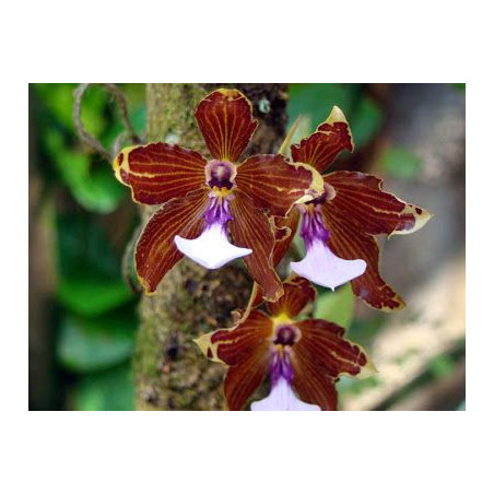 MILTONIA KAYASIMAE