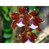 MILTONIA KAYASIMAE