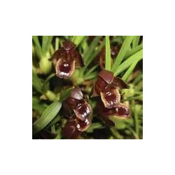 MAXILLARIA JUERGUENSIS
