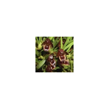 MAXILLARIA JUERGUENSIS