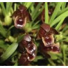 MAXILLARIA JUERGUENSIS