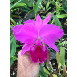 CATTLEYA LABIATA RUBRA( VERA CRISTINA X SCHIULLER X GUERREIRO)