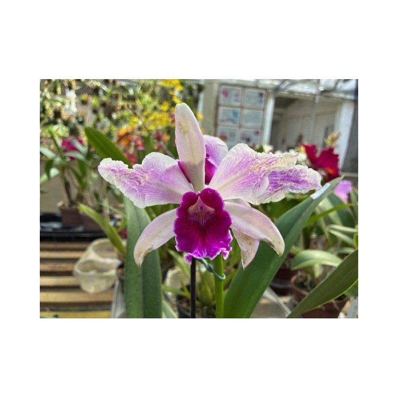 laelia purpurata x Cattleya violacea