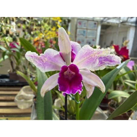 laelia purpurata x Cattleya violacea